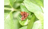 Choreutis amethystodes