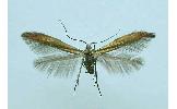 Coleophora alcyonipennella