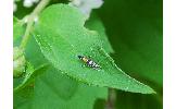 Cosmopterix zieglerella