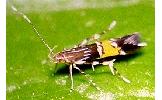 Cosmopterix sp.