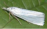 Crambus hachimantaiensis