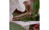 Crambus humidellus