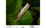 Crambus Crambus