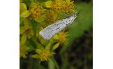 Crambus Crambus