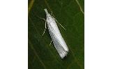 Crambus hachimantaiensis