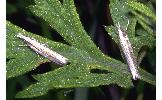 Crambus Crambus