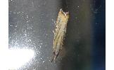 Flavocrambus Flavocrambus