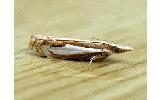 Crambus argyrophorus