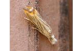 Flavocrambus Flavocrambus