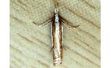 Crambus Crambus