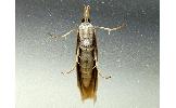 Crambus Crambus