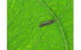 Crambus argyrophorus