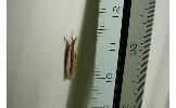 Crambus argyrophorus