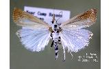 Calamotropha paludella purella