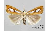 Catoptria nana