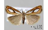 Catoptria permiaca