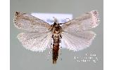 Calamotropha Calamotropha