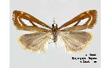 Catoptria munroeella