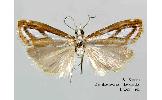 Catoptria submontivaga