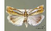 Crambus Crambus