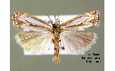 Crambus Crambus