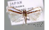 Crambus okinawanus