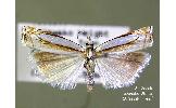 Crambus Crambus