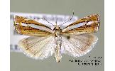 Crambus Crambus