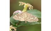 Herpetogramma Herpetogramma