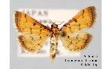 Herpetogramma Herpetogramma