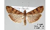 Nomophila Nomophila