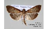 Herpetogramma Herpetogramma