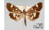 Herpetogramma Herpetogramma