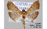 Herpetogramma Herpetogramma