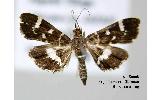 Hymenia Hymenia