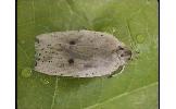 Agonopterix Agonopterix