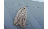 Agonopterix intersecta