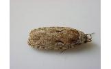 Agonopterix Agonopterix