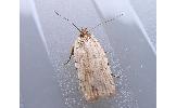 Agonopterix laterella