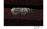 Agonopterix Agonopterix