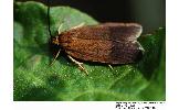 Agonopterix Agonopterix