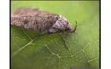 Agonopterix Agonopterix