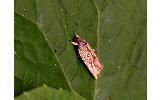 Agonopterix Agonopterix