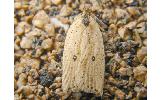 Agonopterix Agonopterix