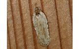 Agonopterix Agonopterix