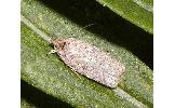 Agonopterix Agonopterix