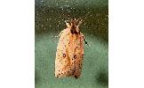 Agonopterix encentra