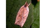 Agonopterix encentra