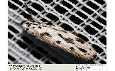 Ethmia epitrocha