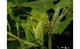 Ethmia assamensis